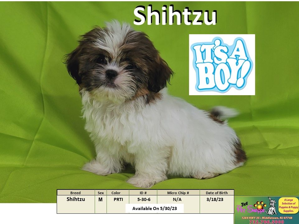 The Pet Shoppe Puppies For Sale Middletown, NJ