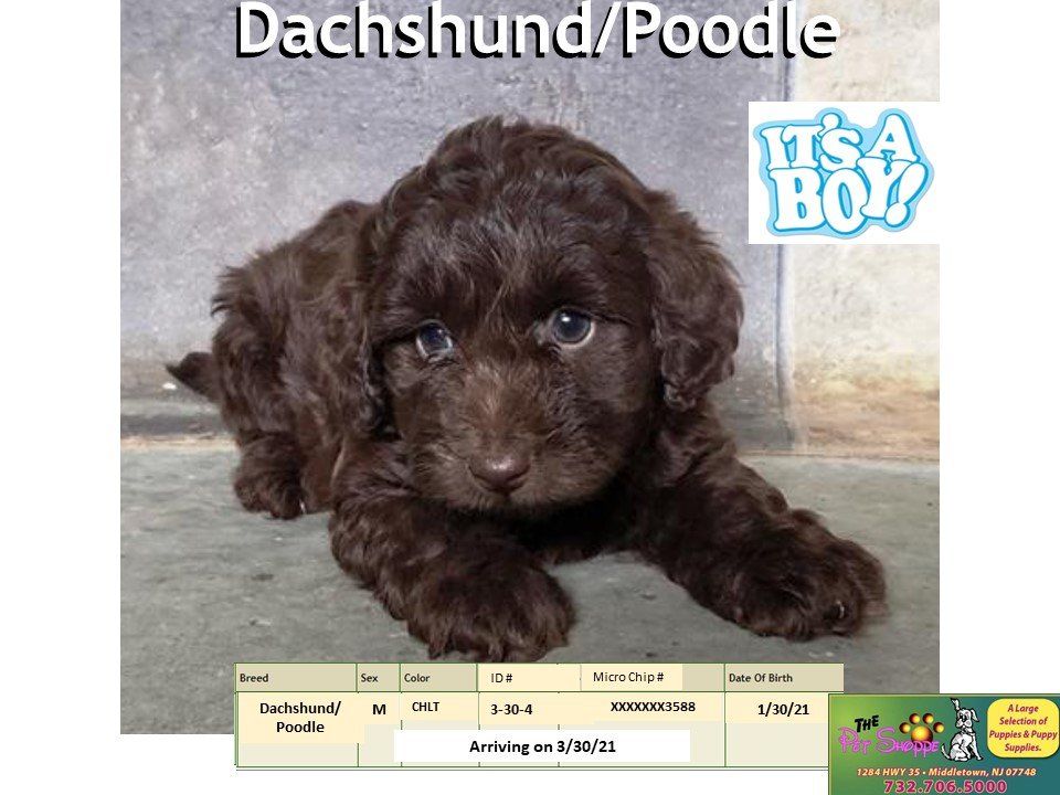 The Pet Shoppe Pet Store Middletown, NJ