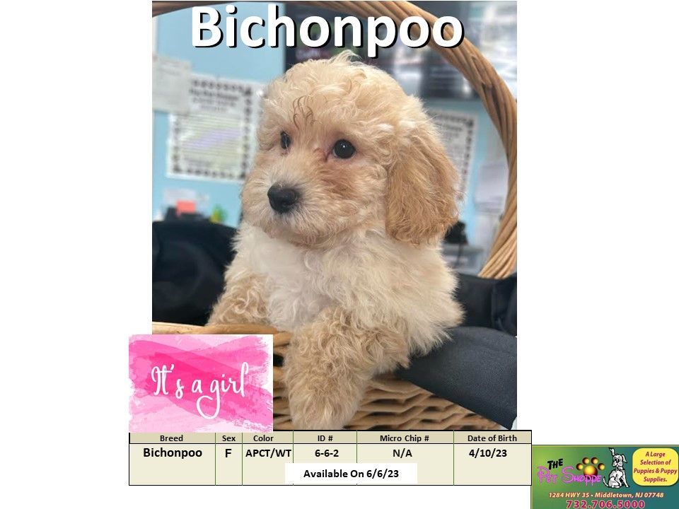 The Pet Shoppe Puppies For Sale Middletown, NJ