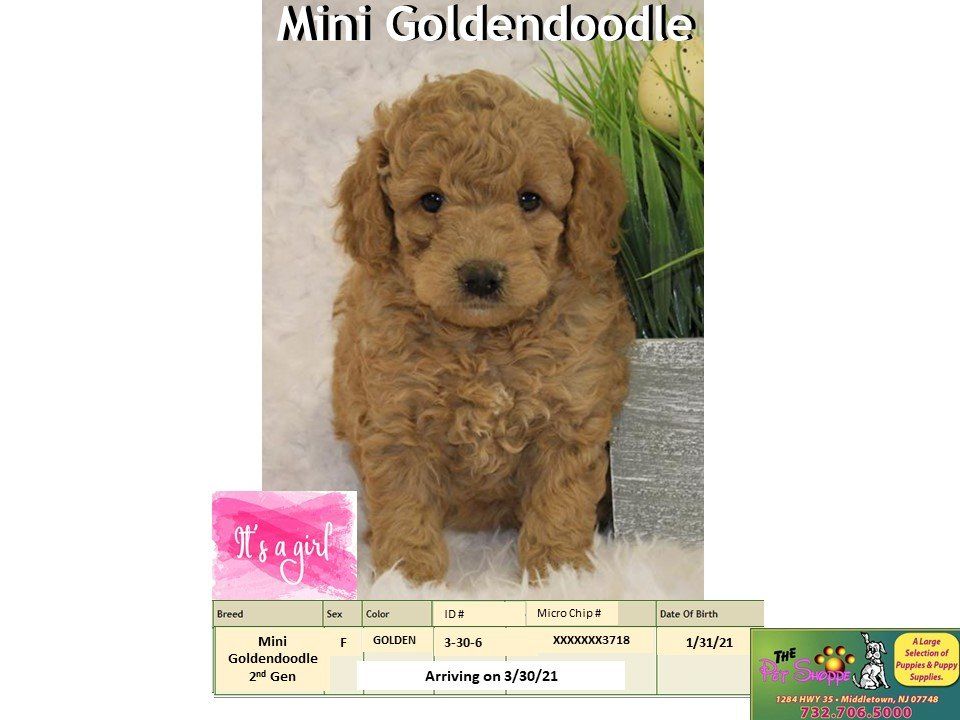 The Pet Shoppe Pet Store Middletown, NJ