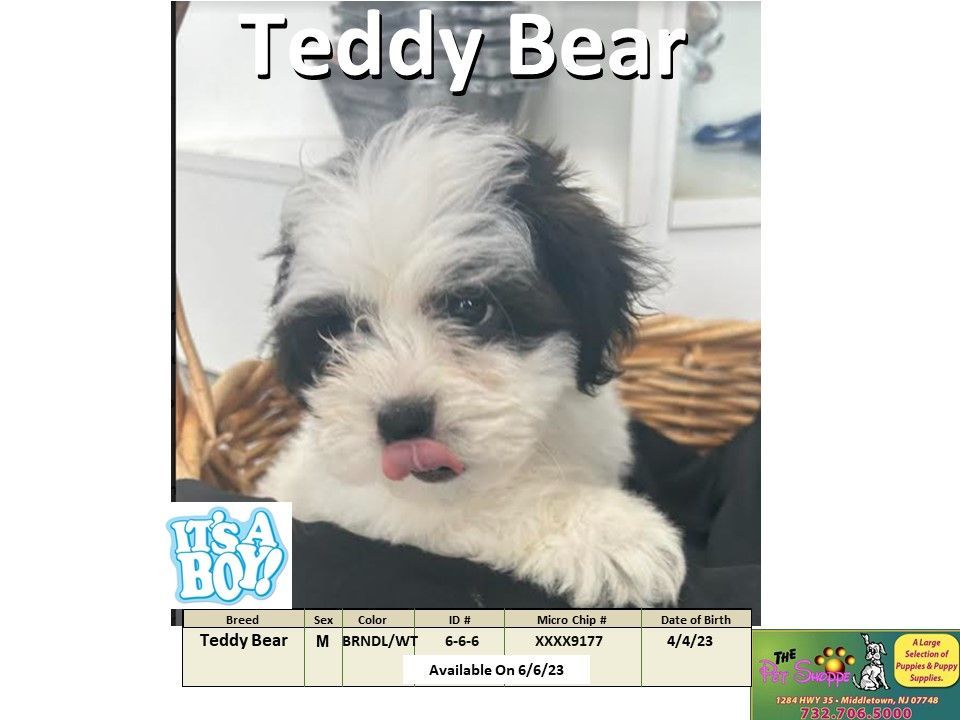 The Pet Shoppe Puppies For Sale Middletown, NJ