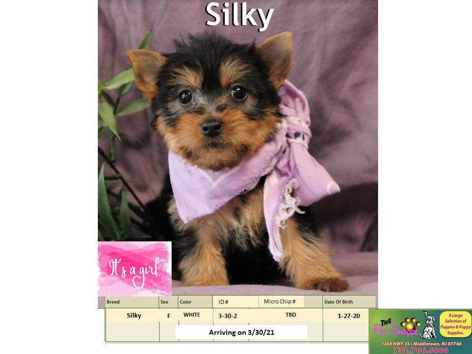 The Pet Shoppe Pet Store Middletown, NJ