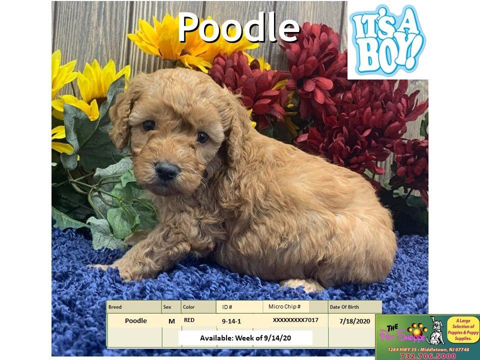 The Pet Shoppe Pet Store Middletown, NJ