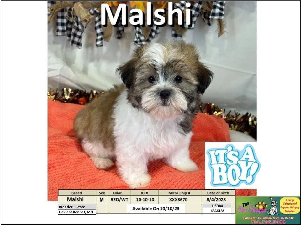 The Pet Shoppe Puppies For Sale Middletown, NJ