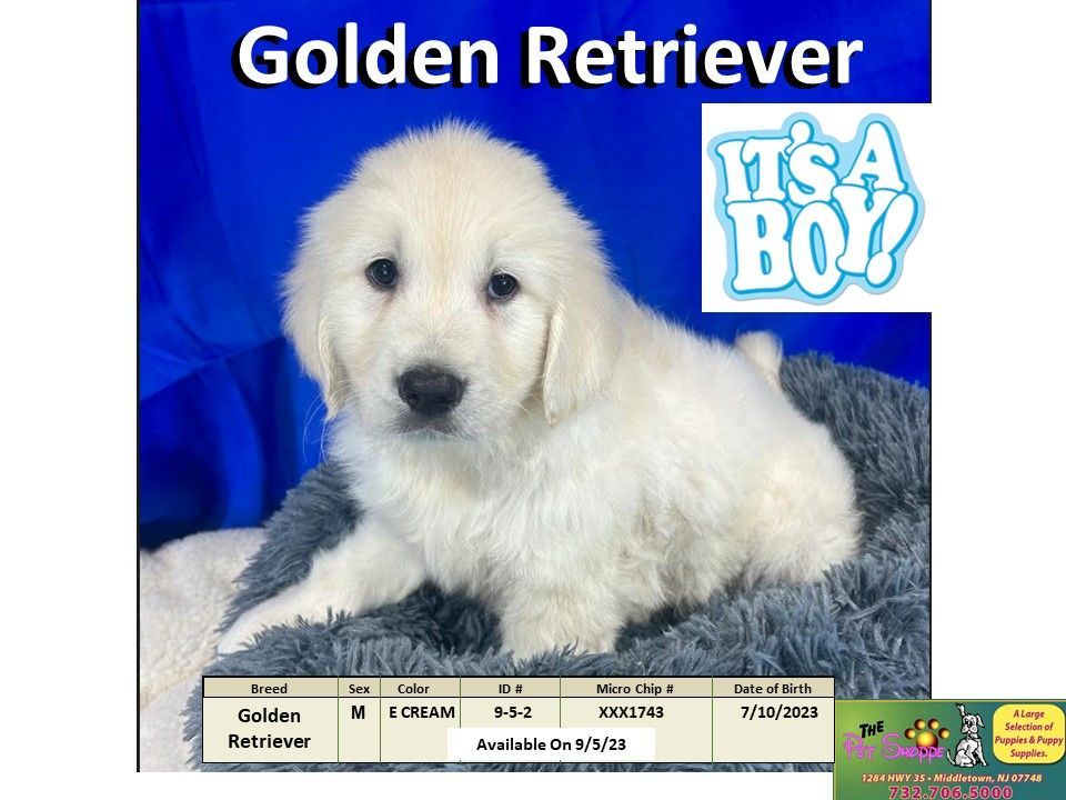 The Pet Shoppe Puppies For Sale Middletown, NJ