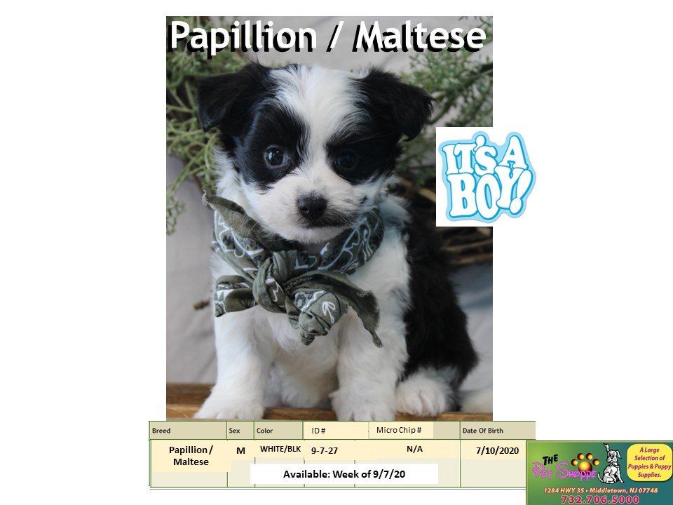 The Pet Shoppe Pet Store Middletown, NJ