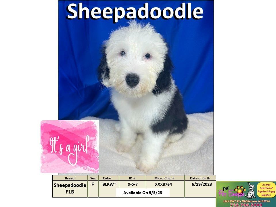 The Pet Shoppe Puppies For Sale Middletown, NJ