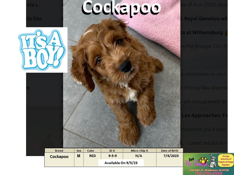 The Pet Shoppe Puppies For Sale Middletown, NJ