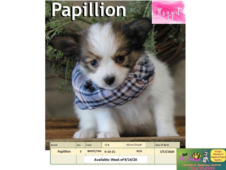 The Pet Shoppe Pet Store Middletown, NJ