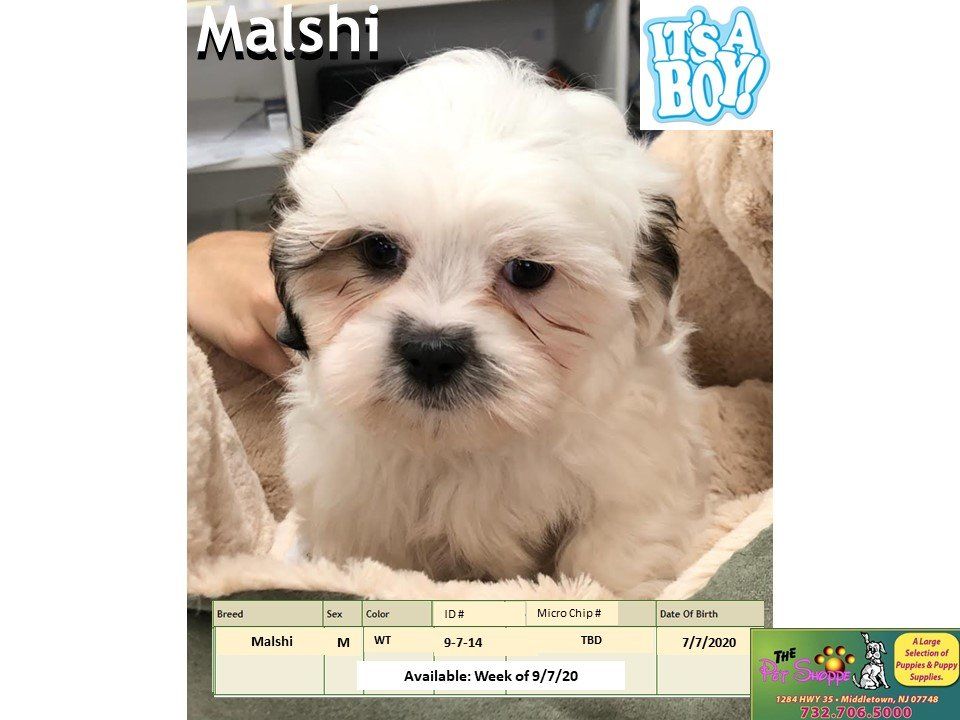 The Pet Shoppe Pet Store Middletown, NJ