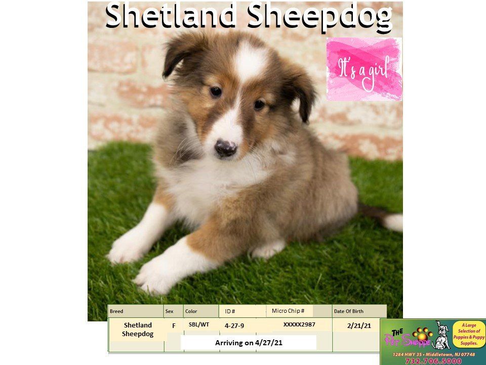 The Pet Shoppe Pet Store Middletown, NJ