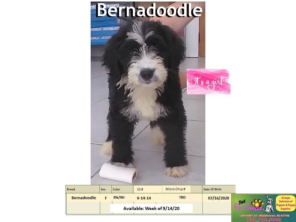 The Pet Shoppe Pet Store Middletown, NJ