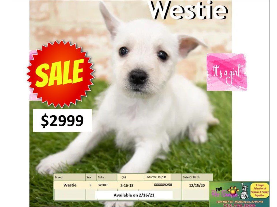 The Pet Shoppe Pet Store Middletown, NJ