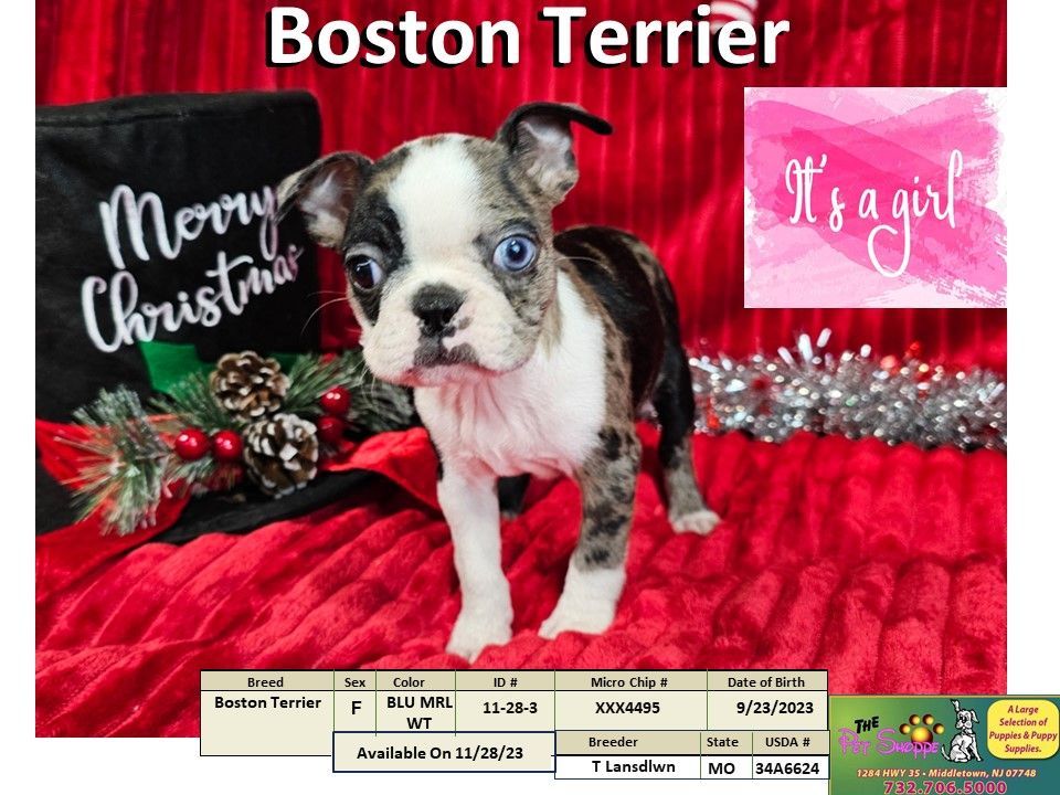 The Pet Shoppe Puppies For Sale Middletown, NJ