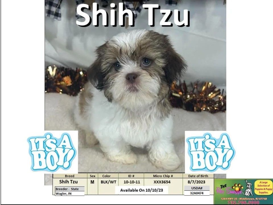 The Pet Shoppe Puppies For Sale Middletown, NJ