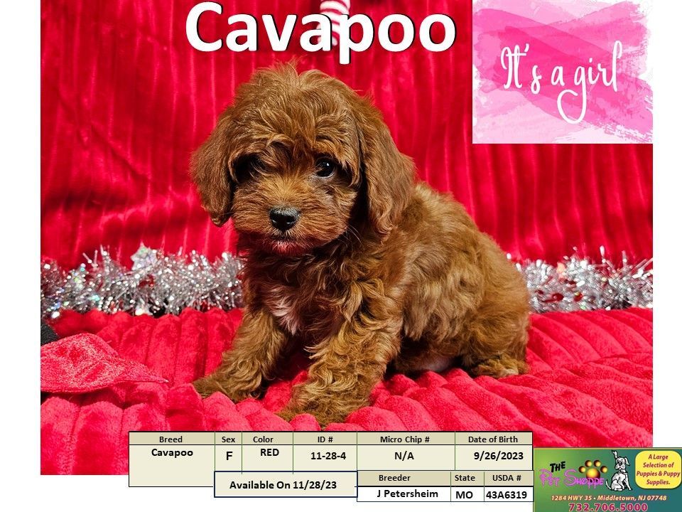 The Pet Shoppe Puppies For Sale Middletown, NJ