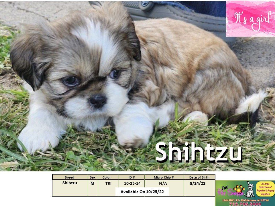 The Pet Shoppe Puppies For Sale Middletown, NJ