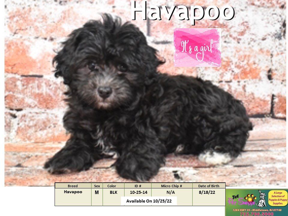 The Pet Shoppe Puppies For Sale Middletown, NJ