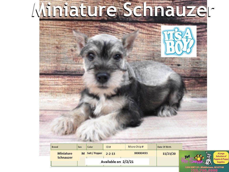 The Pet Shoppe Pet Store Middletown, NJ