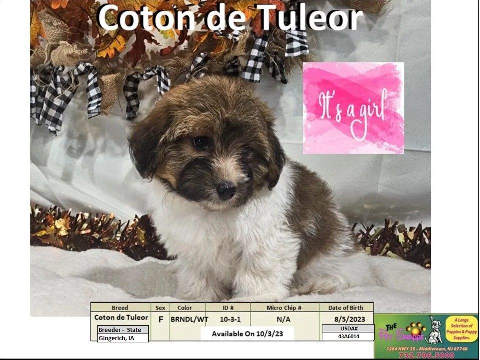 The Pet Shoppe Puppies For Sale Middletown, NJ