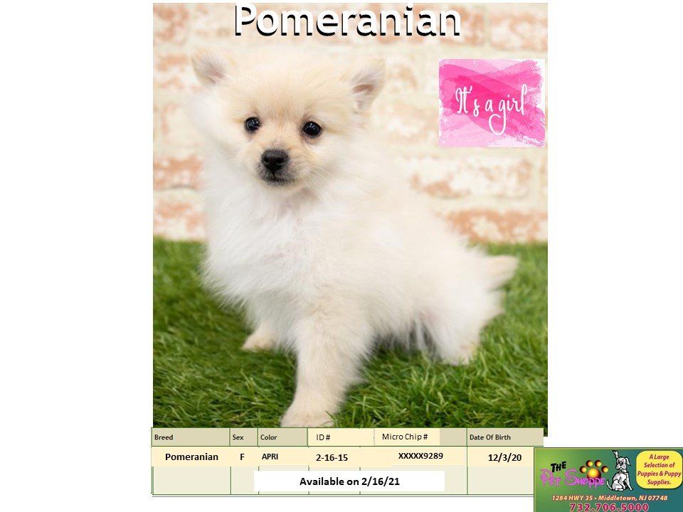 The Pet Shoppe Pet Store Middletown, NJ