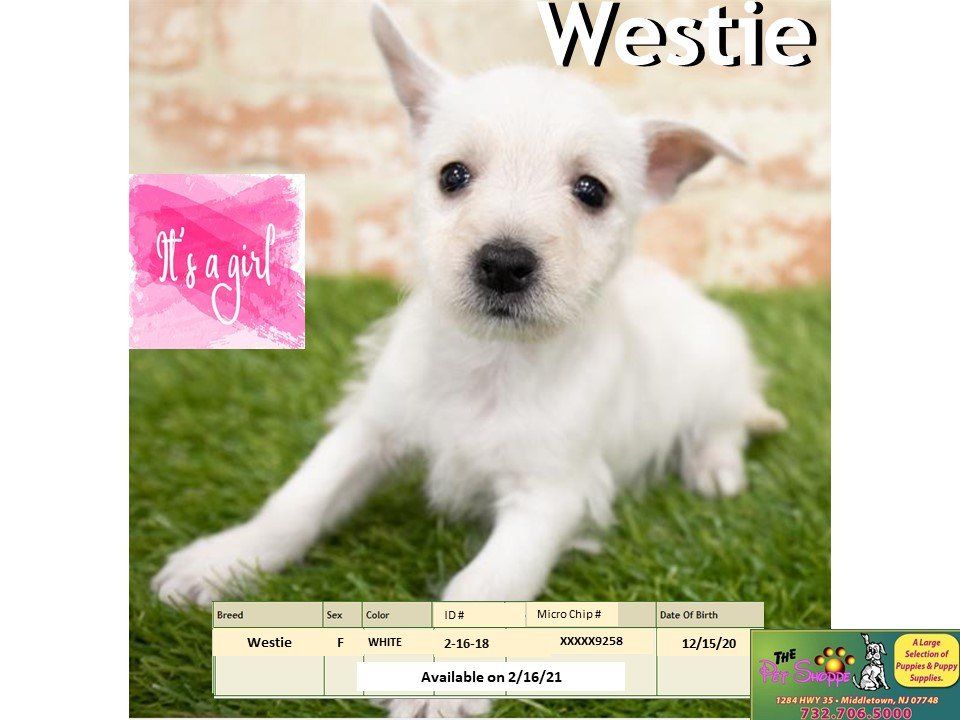 The Pet Shoppe Pet Store Middletown, NJ