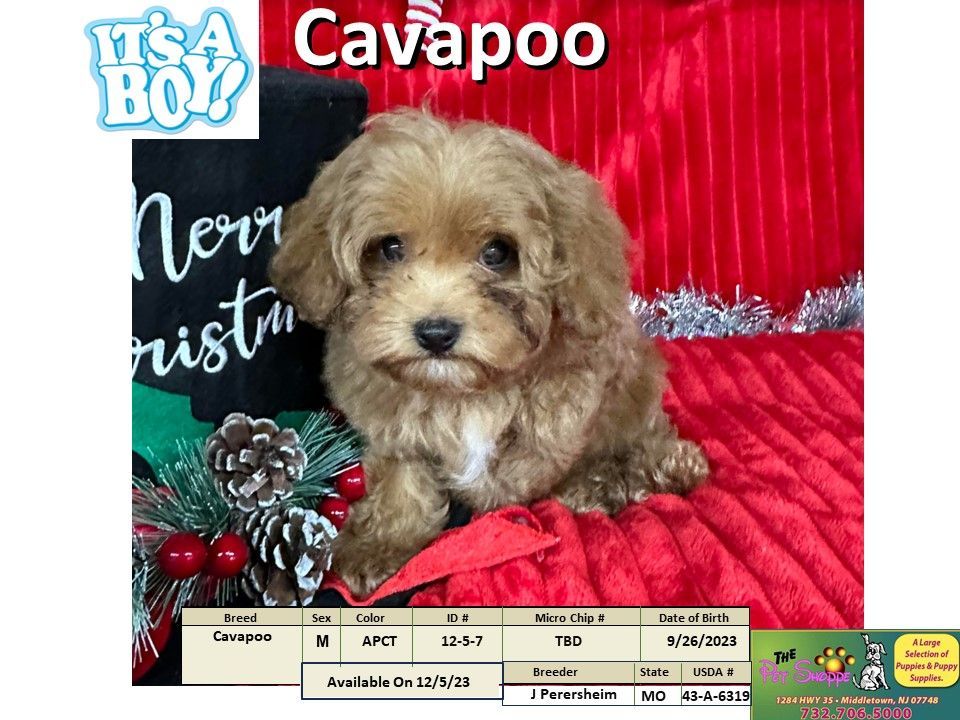 The Pet Shoppe Puppies For Sale Middletown, NJ