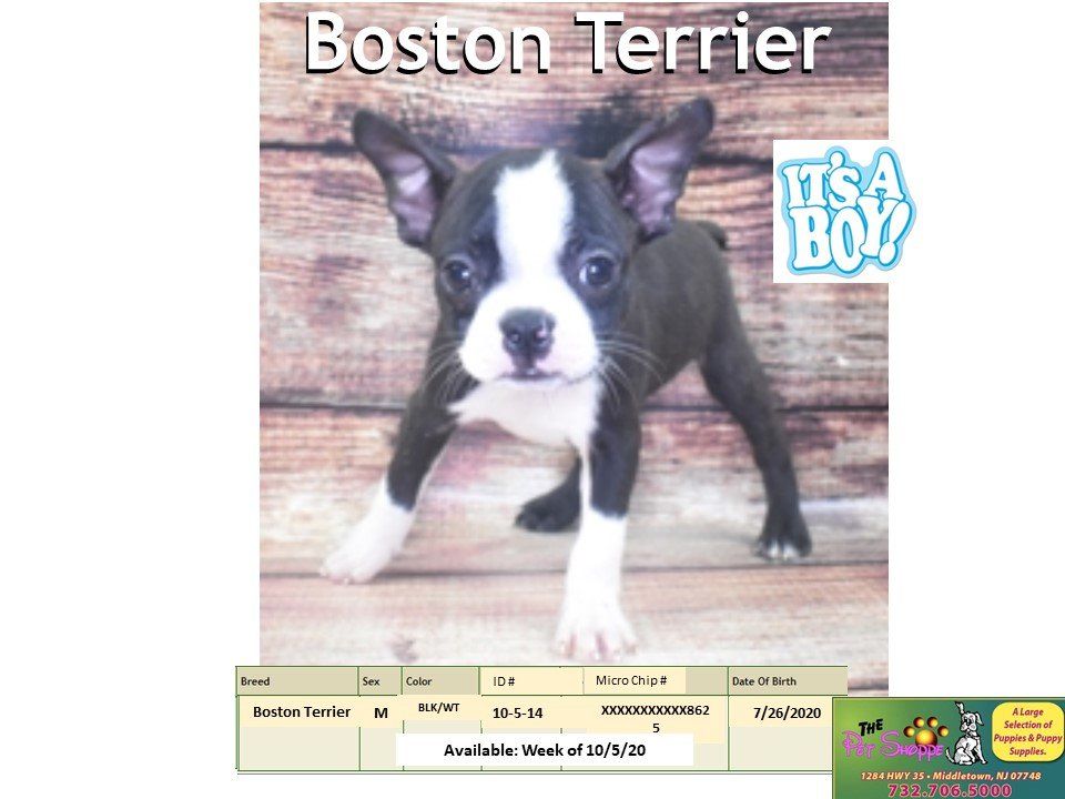 The Pet Shoppe Pet Store Middletown, NJ