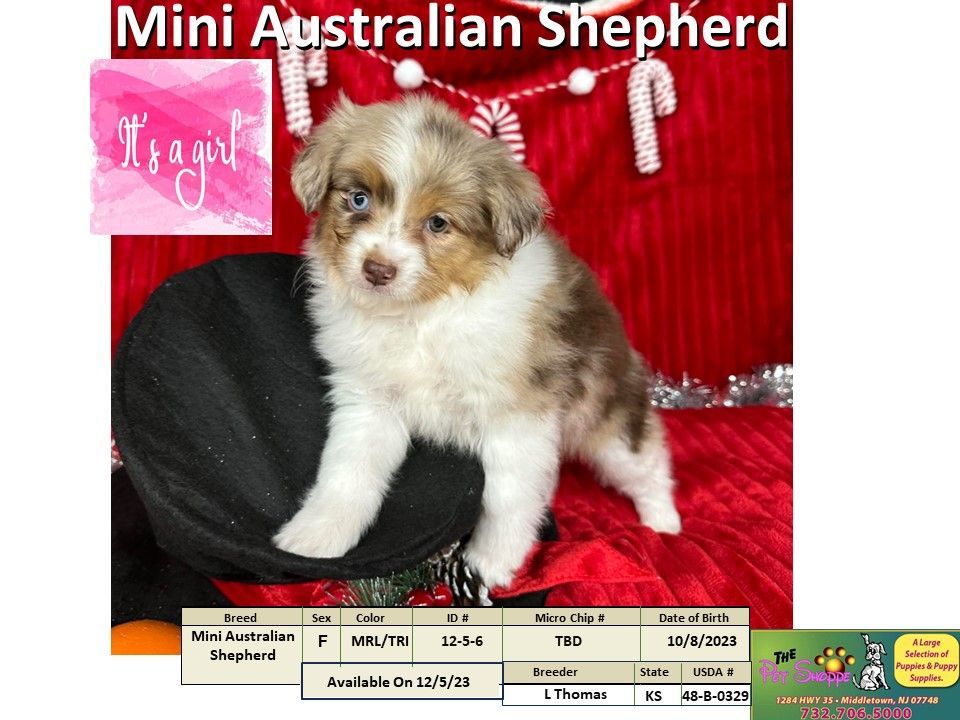 The Pet Shoppe Puppies For Sale Middletown, NJ