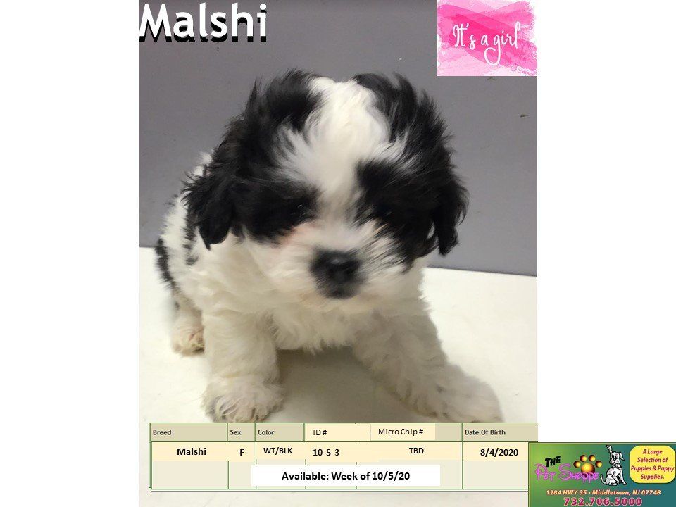 The Pet Shoppe Pet Store Middletown, NJ