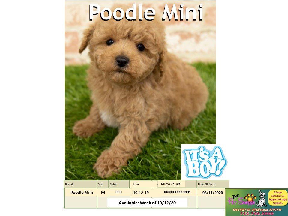 The Pet Shoppe Pet Store Middletown, NJ