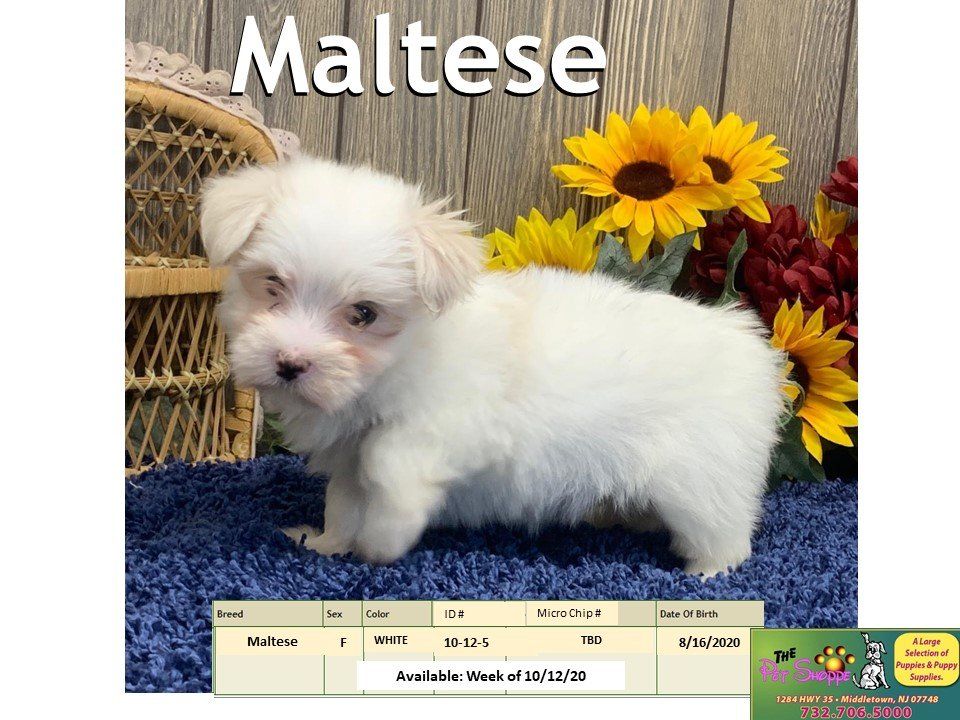 The Pet Shoppe Pet Store Middletown, NJ