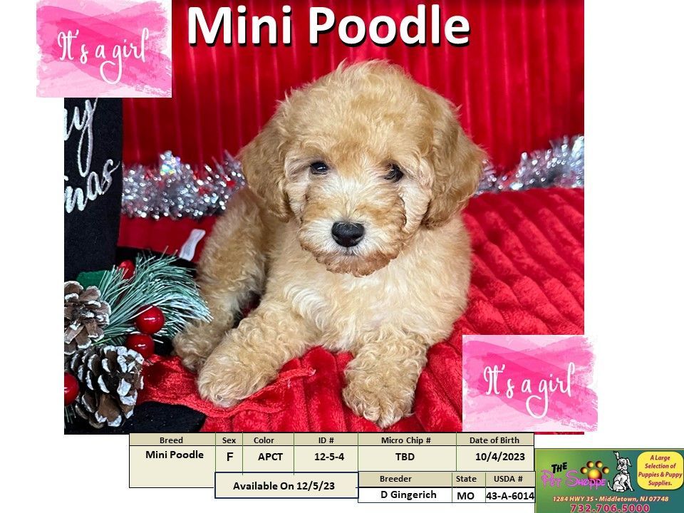 The Pet Shoppe Puppies For Sale Middletown, NJ