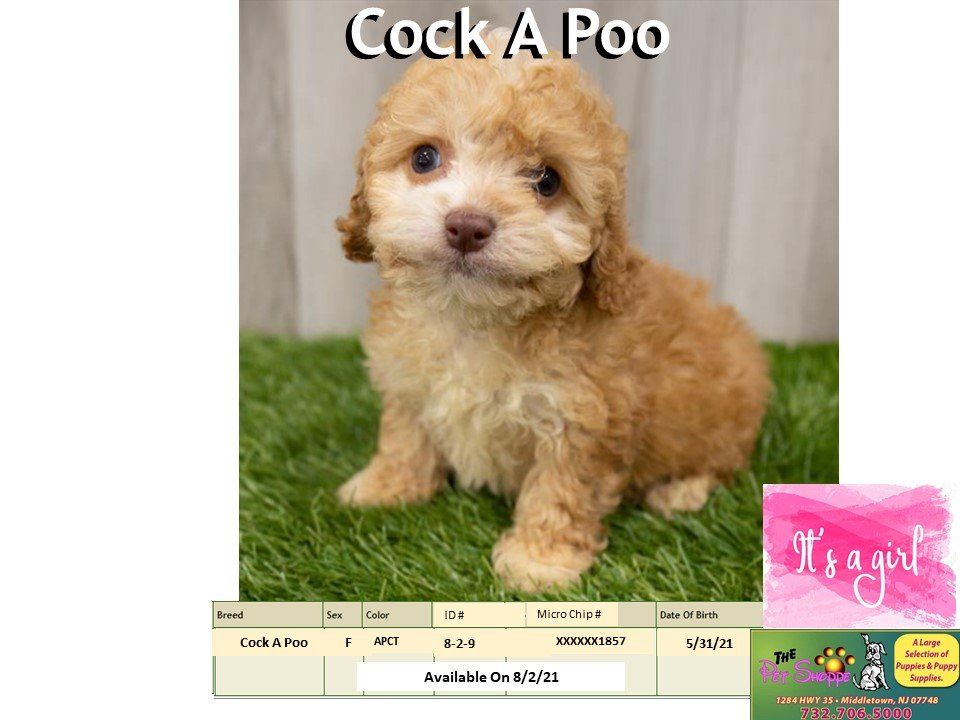 The Pet Shoppe Pet Store Middletown, NJ