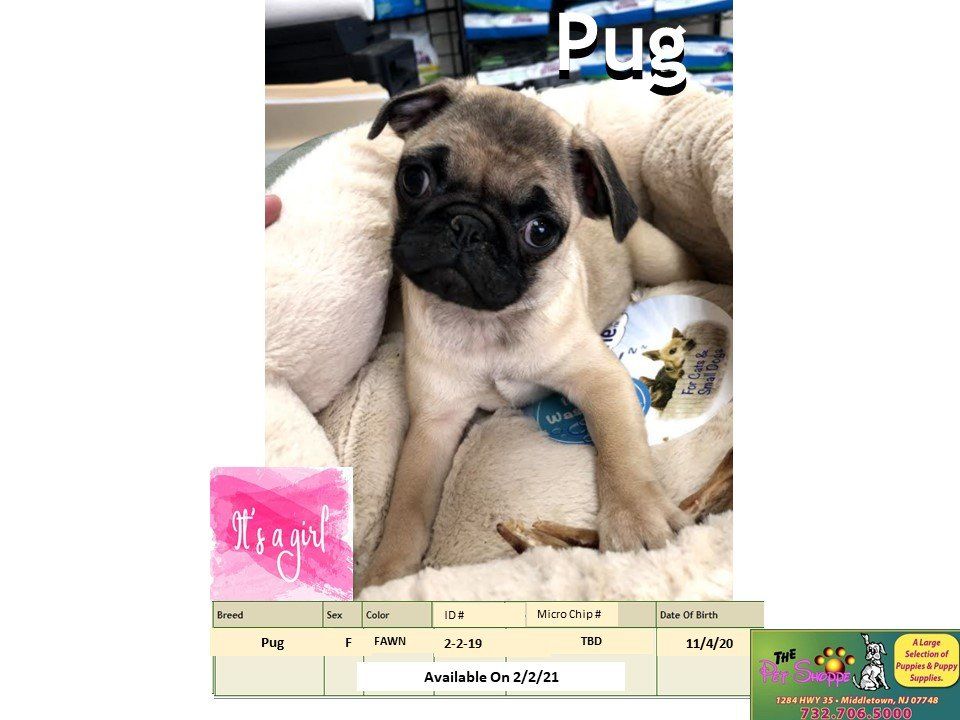 The Pet Shoppe Pet Store Middletown, NJ