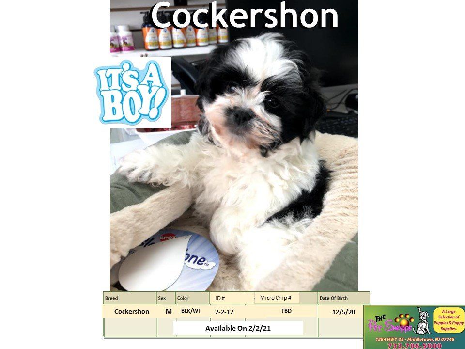 The Pet Shoppe Pet Store Middletown, NJ