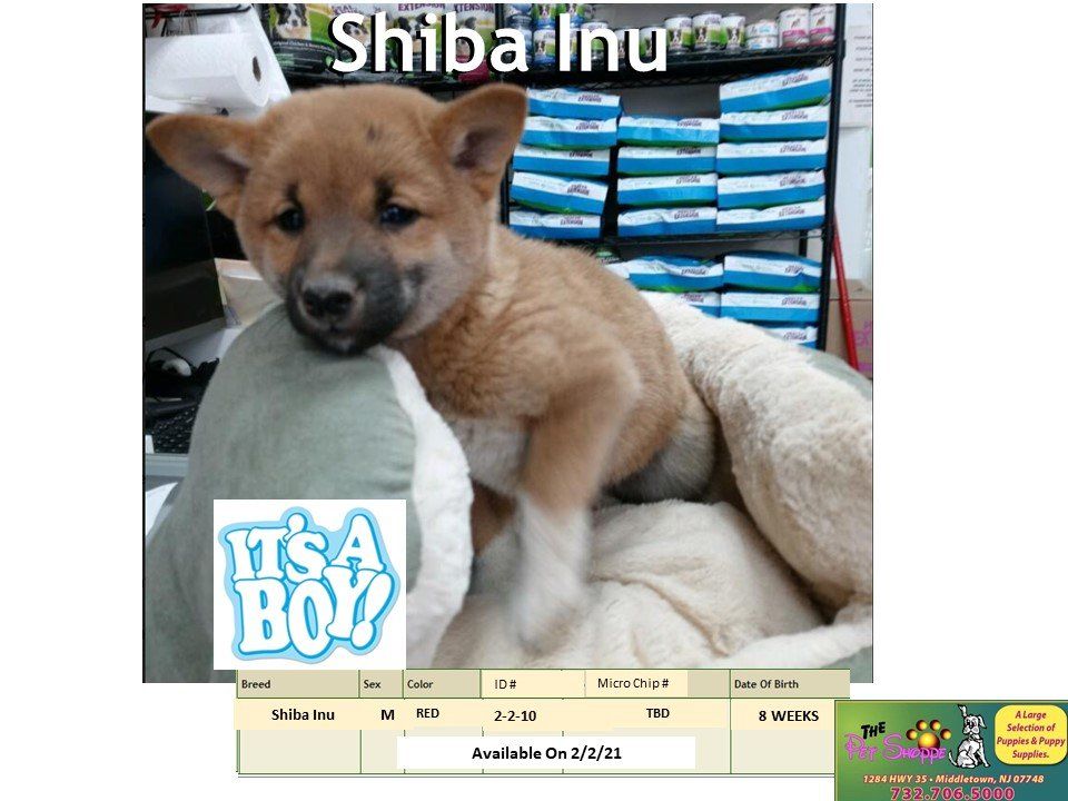 The Pet Shoppe Pet Store Middletown, NJ