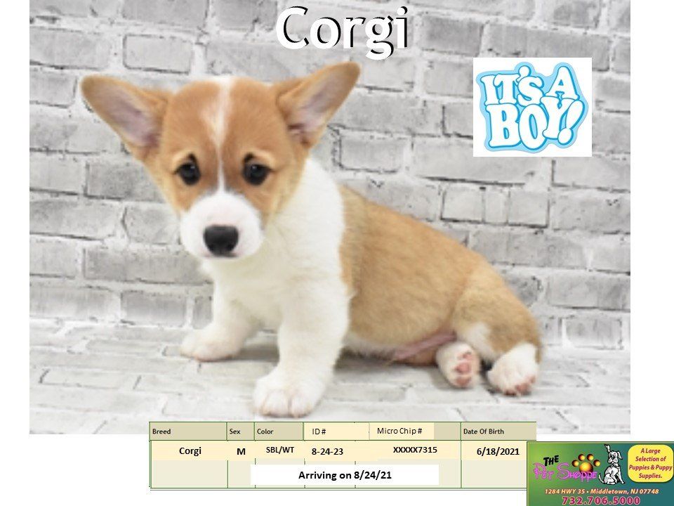 The Pet Shoppe Pet Store Middletown, NJ