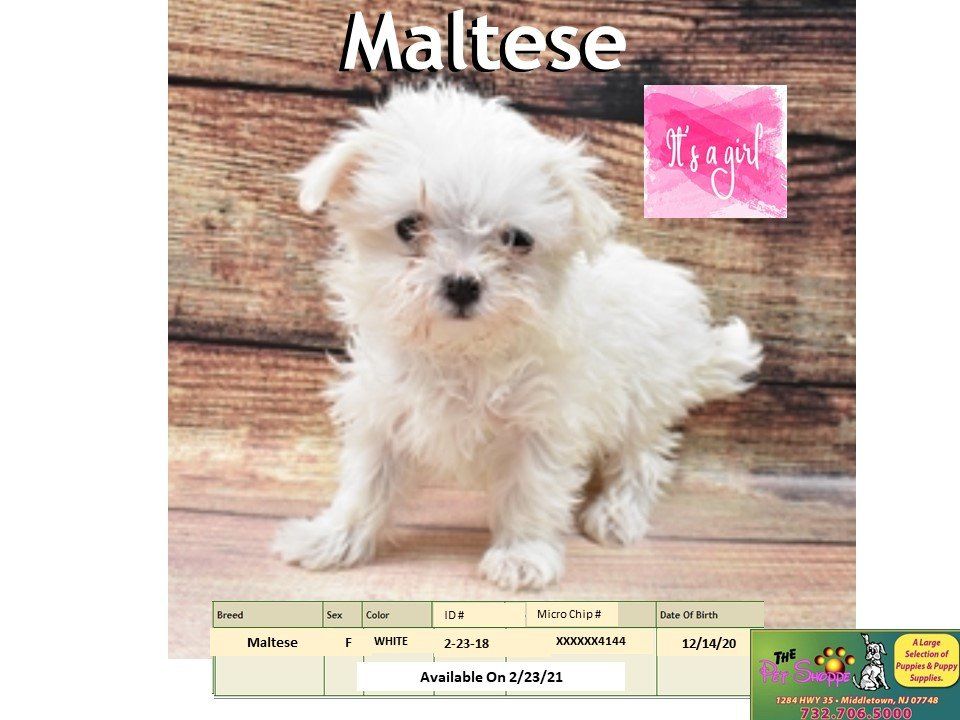 The Pet Shoppe Pet Store Middletown, NJ