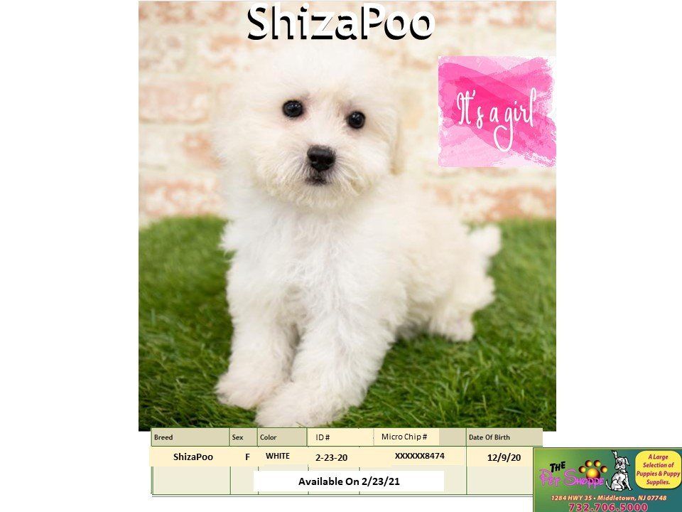 The Pet Shoppe Pet Store Middletown, NJ