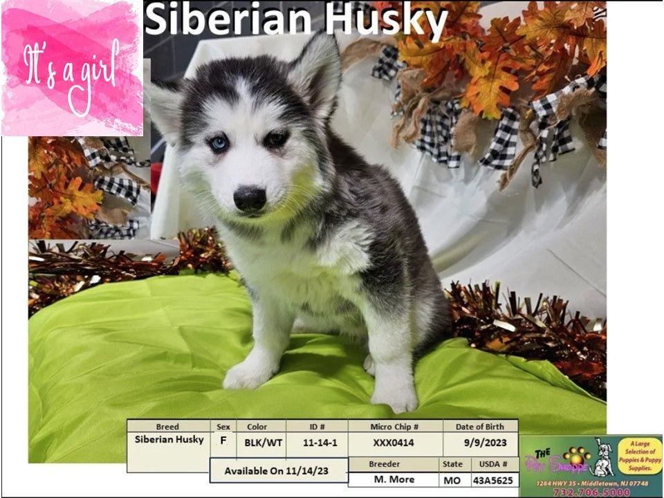 The Pet Shoppe Puppies For Sale Middletown, NJ