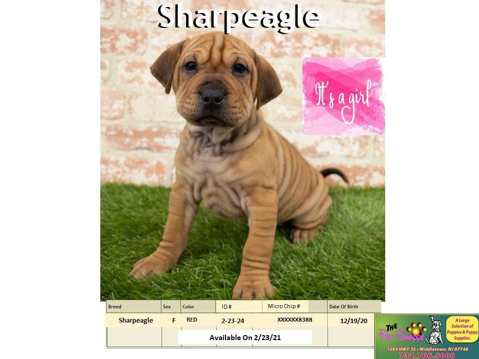 The Pet Shoppe Pet Store Middletown, NJ