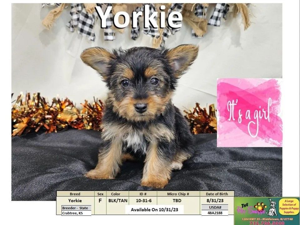 The Pet Shoppe Puppies For Sale Middletown, NJ