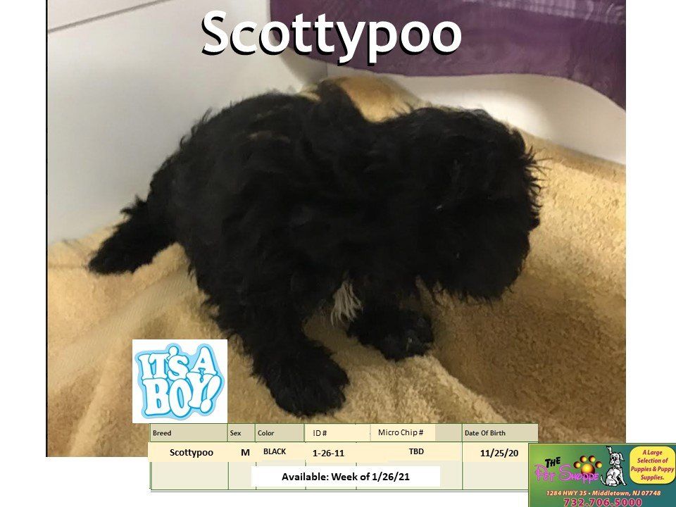 The Pet Shoppe Pet Store Middletown, NJ