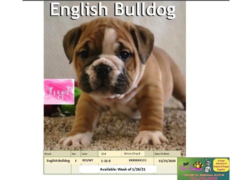 The Pet Shoppe Pet Store Middletown, NJ