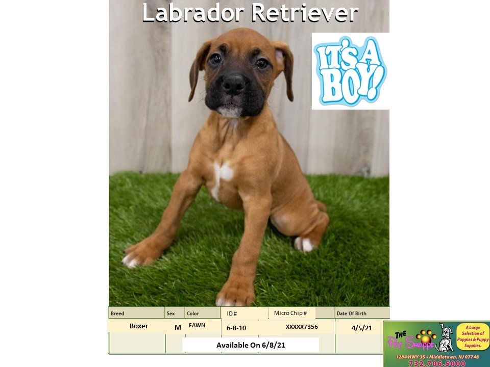 The Pet Shoppe Pet Store Middletown, NJ