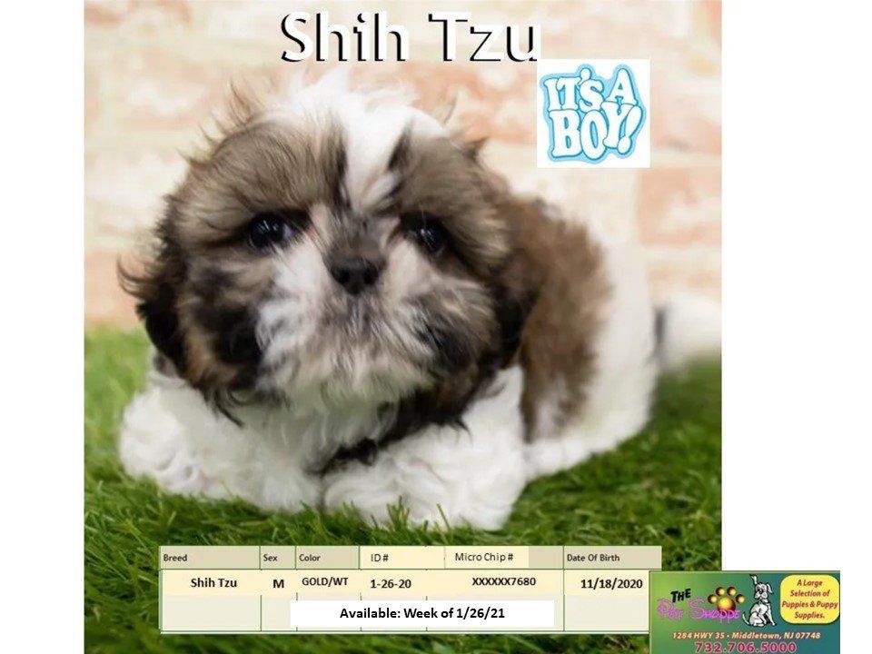 The Pet Shoppe Pet Store Middletown, NJ