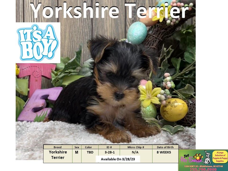 The Pet Shoppe Puppies For Sale Middletown, NJ