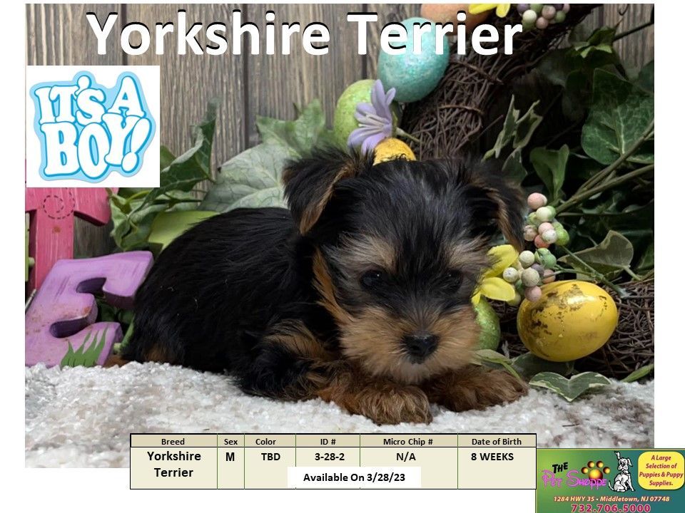 The Pet Shoppe Puppies For Sale Middletown, NJ