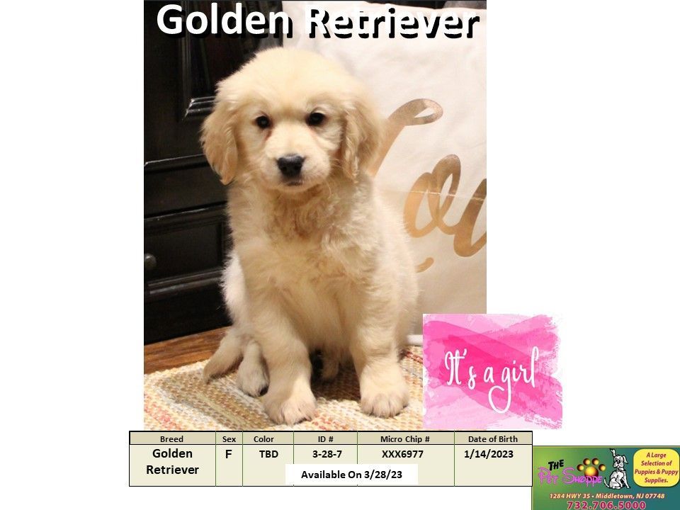 The Pet Shoppe Puppies For Sale Middletown, NJ